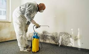 Best Basement Mold Removal  in Tahoe Vista, CA